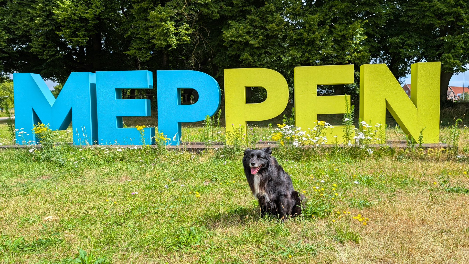 Meppen mag Hunde: Unser Ziel für ein hundefreundliches Meppen nach der Kommunalwahl